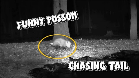 "FUNNY POSSUM" he will make you laugh chasing his own tail