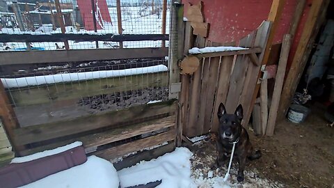 How BIG Are They? _ Measuring PIGS For Estimated WEIGHT!