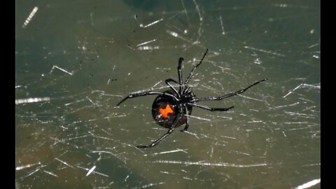 US Marine Base In Japan Fighting Off An Invasion Of Poisonous Spiders!