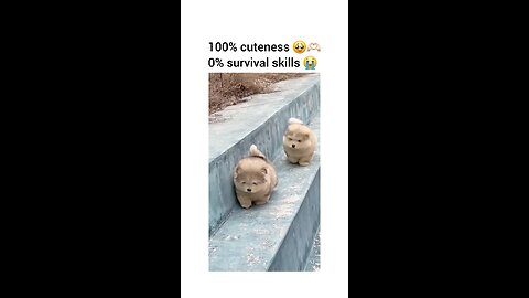 Cuteness 100%🥺❤️😍 00% Survival Skills 🤣