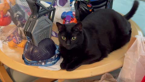 Cute Precious Piper is Being a Halloween Decoration - My Adopted Shelter Cat Vlog