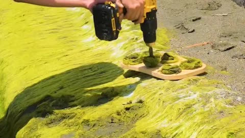 Wait till you see what the seaweed is for🌿