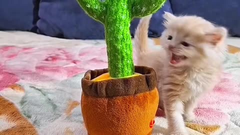 Funny reaction of cats to the dancing cactus #CatReactions