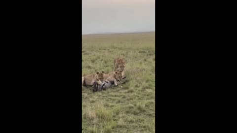 THE HUNT OF THE LIONESSES