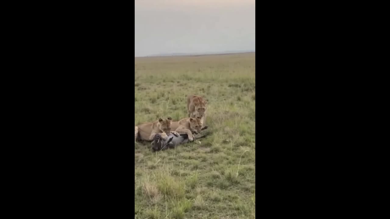 THE HUNT OF THE LIONESSES