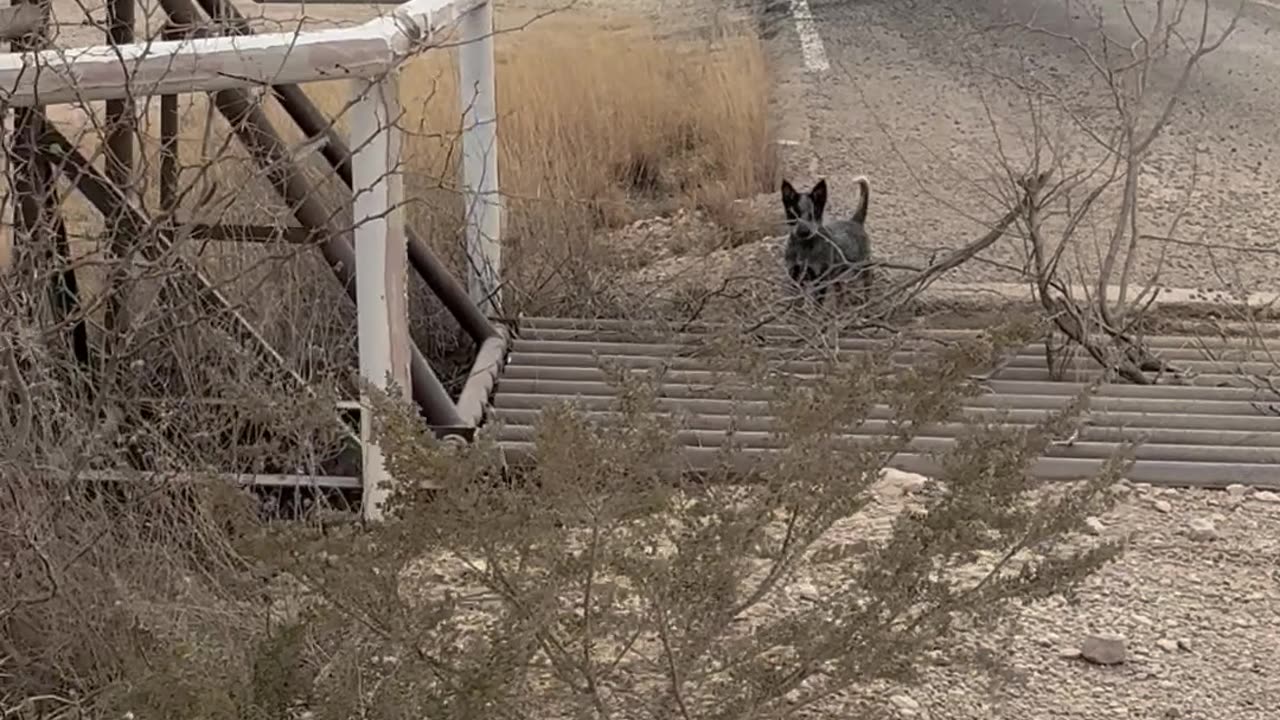 Puppies Take on Cattle Guard