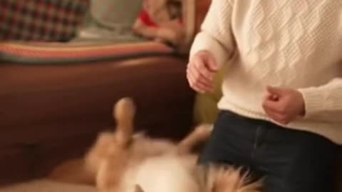 🐶🎅 My Dog Finally Met Santa… His Reaction Is PRICELESS 😂❤️🎄