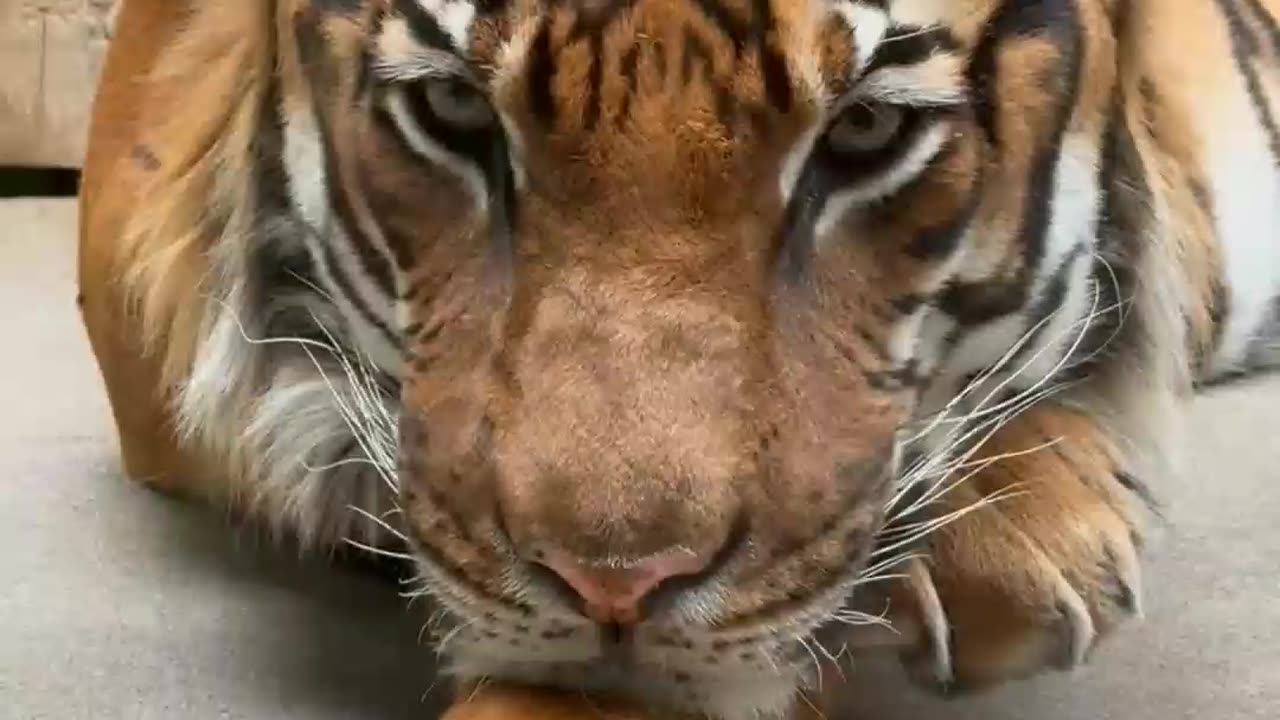 Tiger 🐯 video || animals video