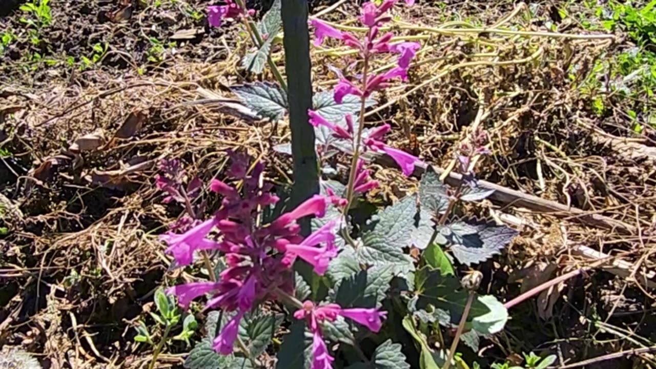 An Unmarked discount perennial turns out to be a Lady Bug Magnet