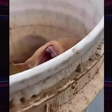 Not fish Not Human Creature Pulled from the Deep