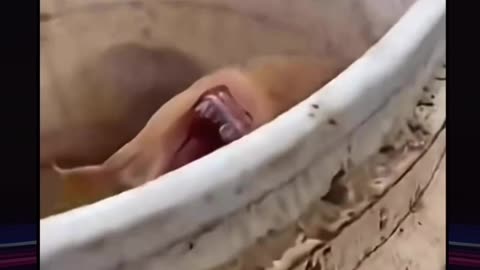 Not fish Not Human Creature Pulled from the Deep