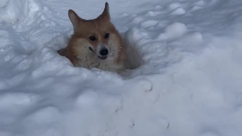 Corgi Snowpiercer