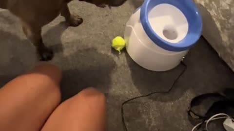 Dog Doesn't Understand Toy