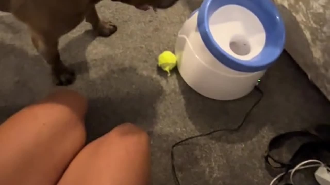 Dog Doesn't Understand Toy