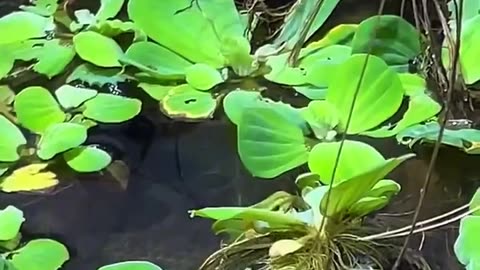 🤯✨ Watch an Anaconda Realign Its Jaw After Eating! | FeedMyCuriosity