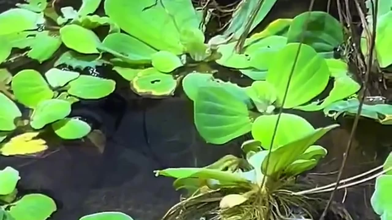 🤯✨ Watch an Anaconda Realign Its Jaw After Eating! | FeedMyCuriosity