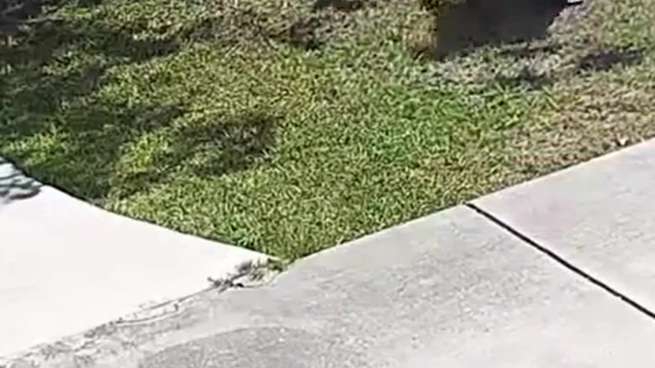 🤣🦟 This Dragonfly Sting Avoidance Hack is Pure Comedy! | FunFM