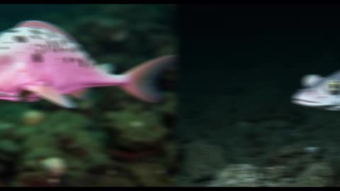 Why the Ghost Shark Is Not a Shark at All