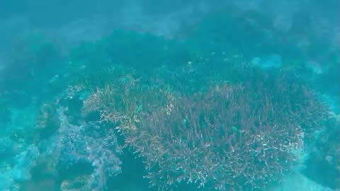 Sailing Schipperkes swim over healthy reefs in Raja Ampat