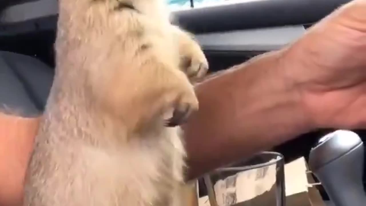 The way the little fella needs help into the car 😭