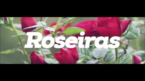Sol Manu - Roseiras (Cover)