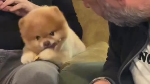 Funny dog