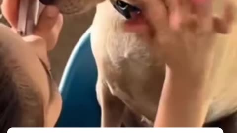 Funny dog makeup