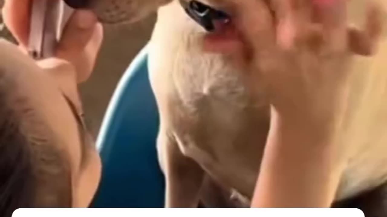 Funny dog makeup