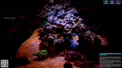 24/7 Real Live Reef Stream
