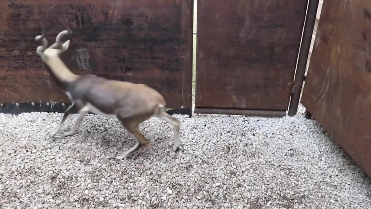 Deer in Farm House