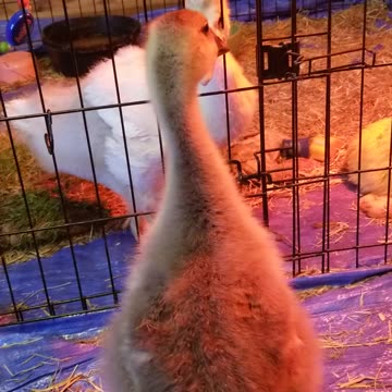 Lemongrab meeting his bestie Tooey for the first time!