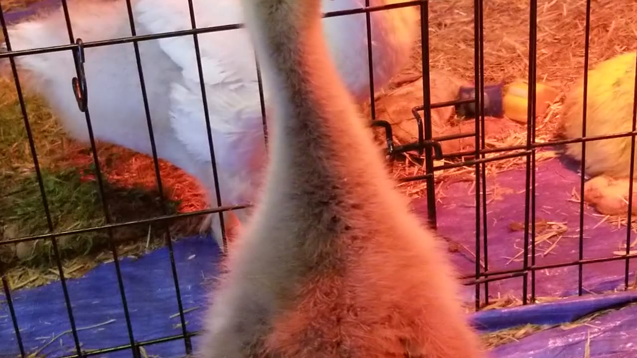 Lemongrab meeting his bestie Tooey for the first time!