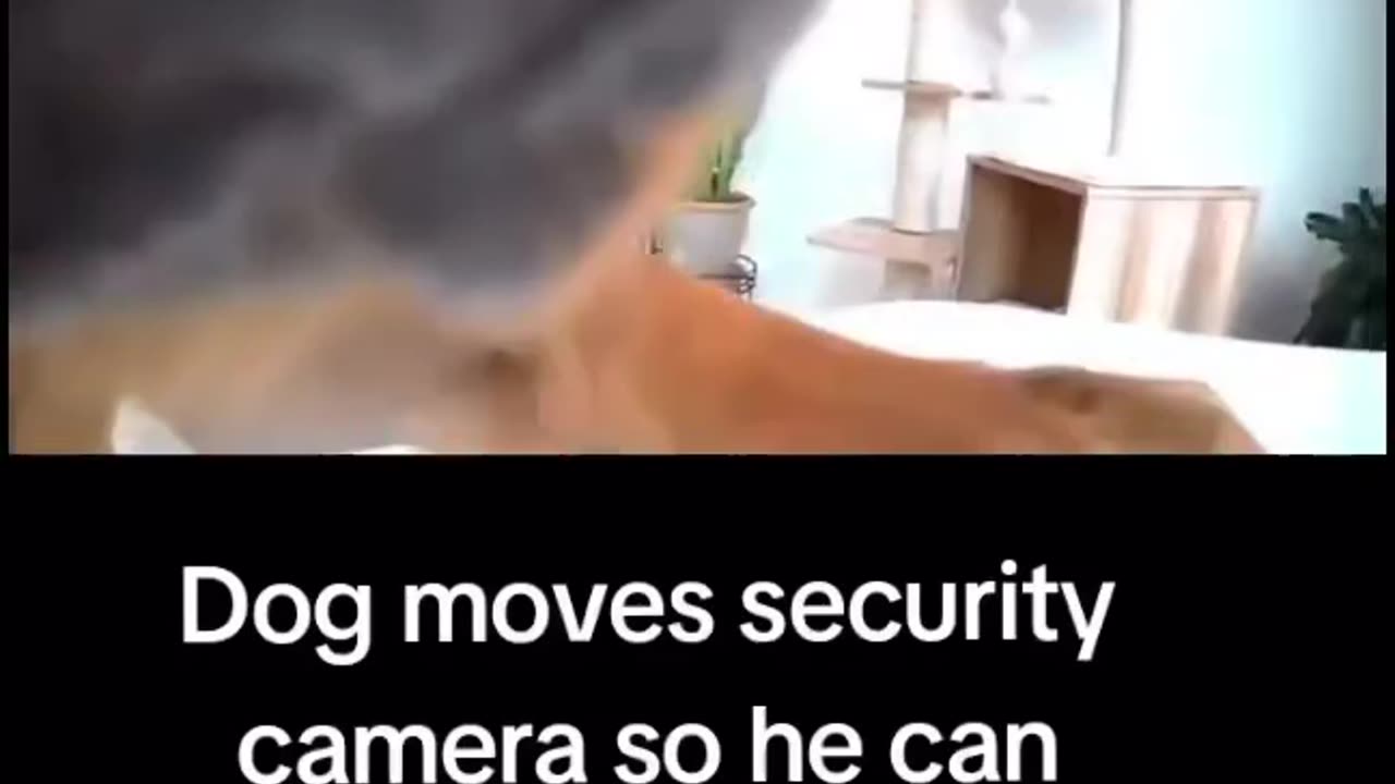 Dog moves camera but cat has another plans to expose him