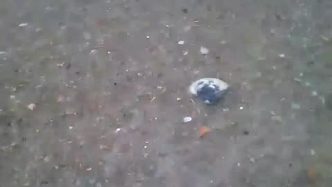 Filming a shellfish receiving the waves of the sea at the edge of the beach [Nature & Animals]