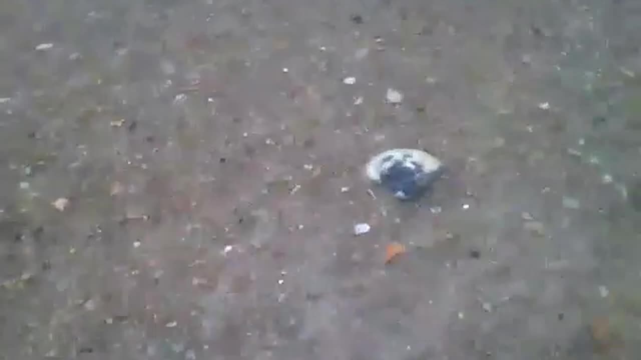 Filming a shellfish receiving the waves of the sea at the edge of the beach [Nature & Animals]