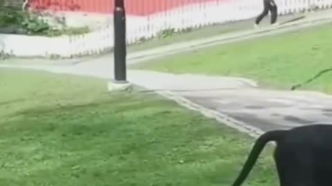 Try Not to Laugh 😂 | Funniest Animal Videos Ever! 🐶🐱🤣