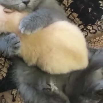 Hey one in a Million love cat 😻💖🐶 Cute kitten hugs puppy