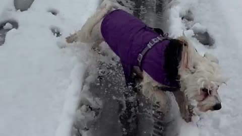 Brave Little Maltese Pup Jumps Into Icy Water