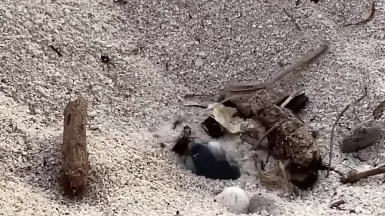 Hatched turtle swimming in sea water