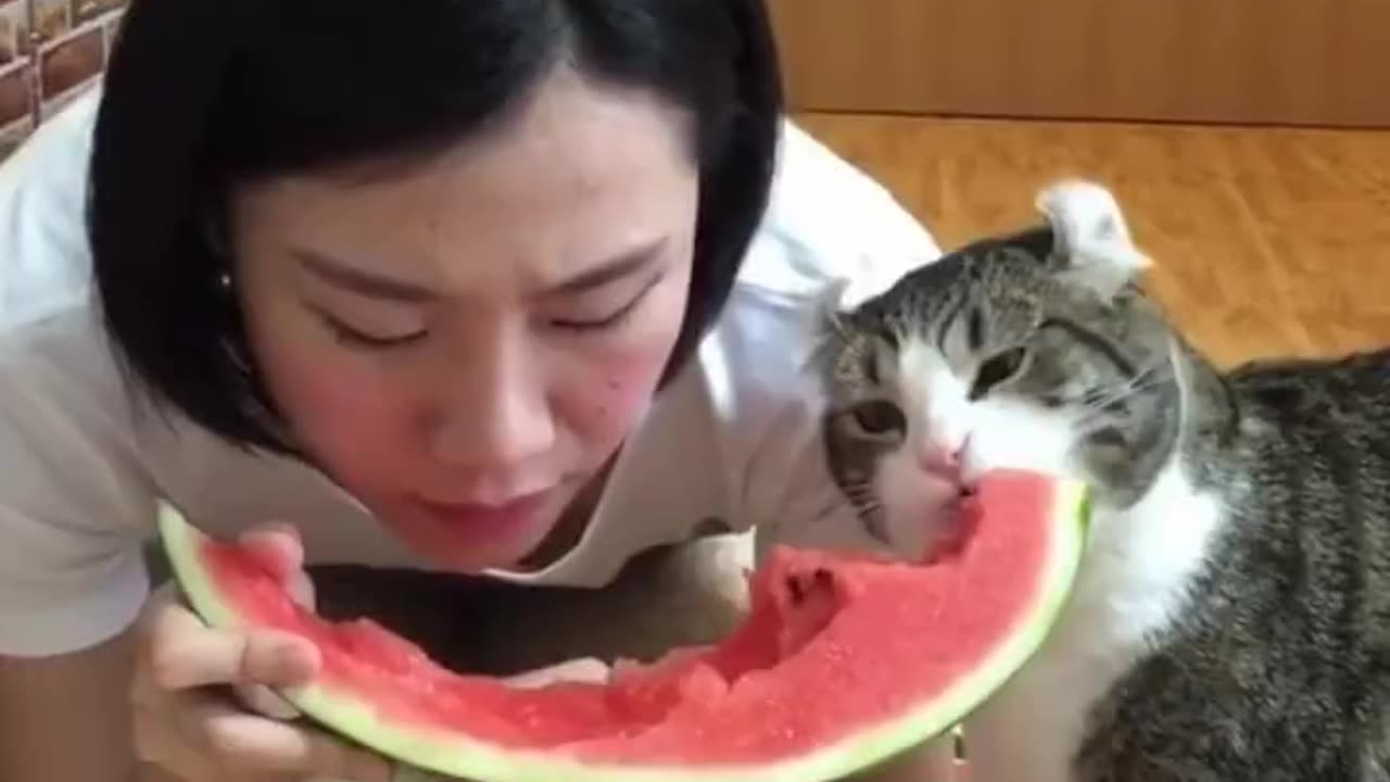 Funny cat videos ,,😂😂. TRY NOT TO LAUGH.