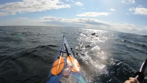 Humpback Whale Startles Sea Kayakers