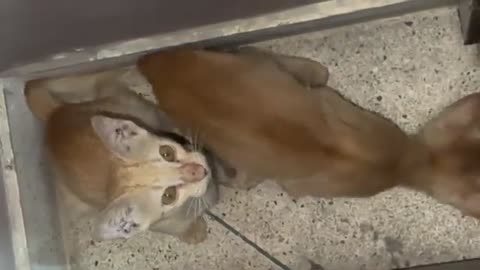 Kittens’ First Steps: A Journey of Exploration and Discovery
