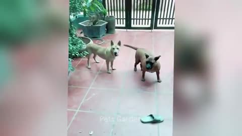 Funny Animals Videos 2025 part-1