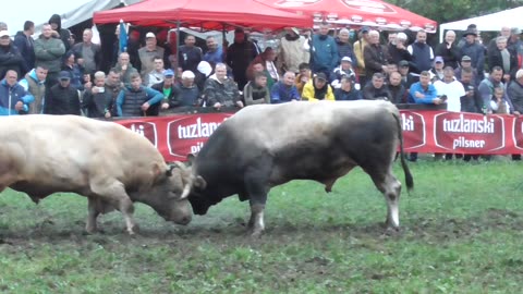 Atego od Džafića vs Zlatonja od Redžića Banovići 2025