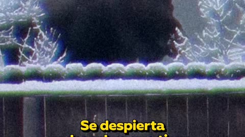 Sale al balcón y halla un visitante cornudo en el patio vecino