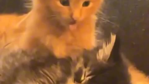 🤣Funniest Animal video to Cure Your Depression 😹