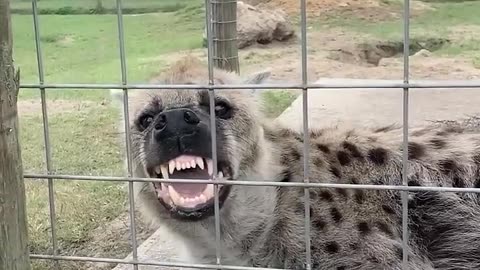 Scarlet the hyena makes a weird noise