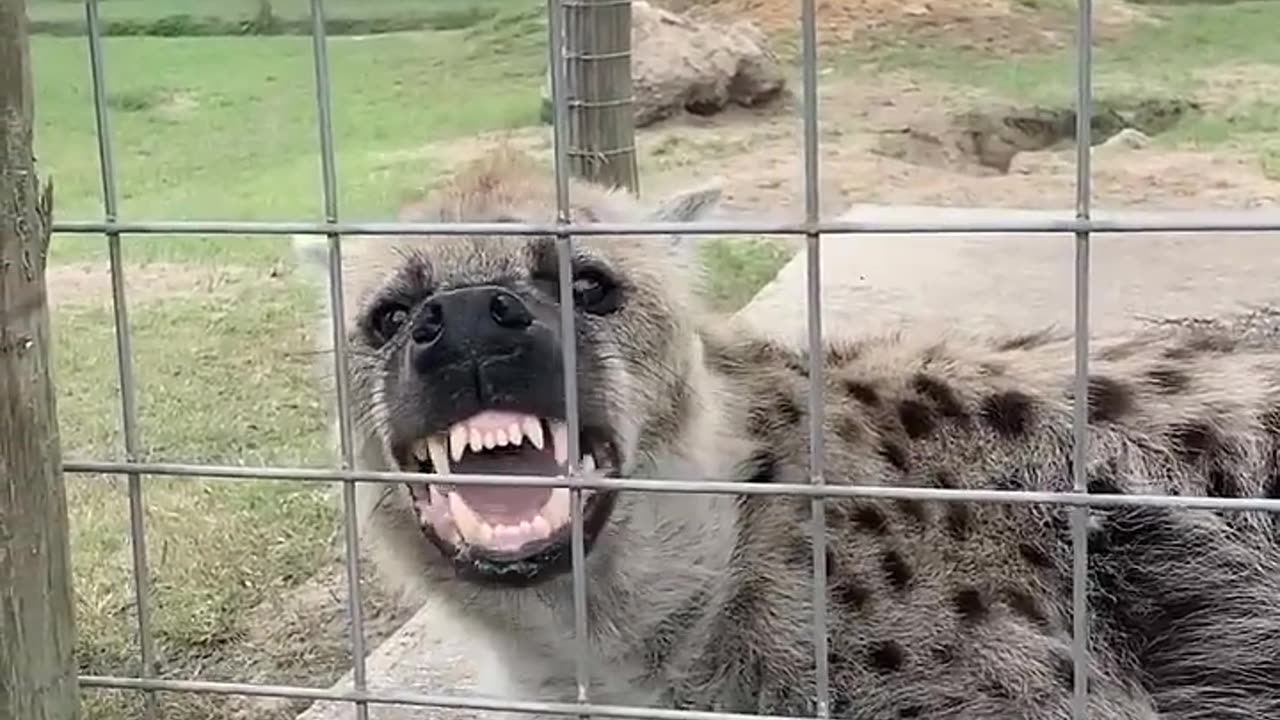 Scarlet the hyena makes a weird noise