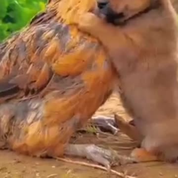 Friendship Puppy And Chicken