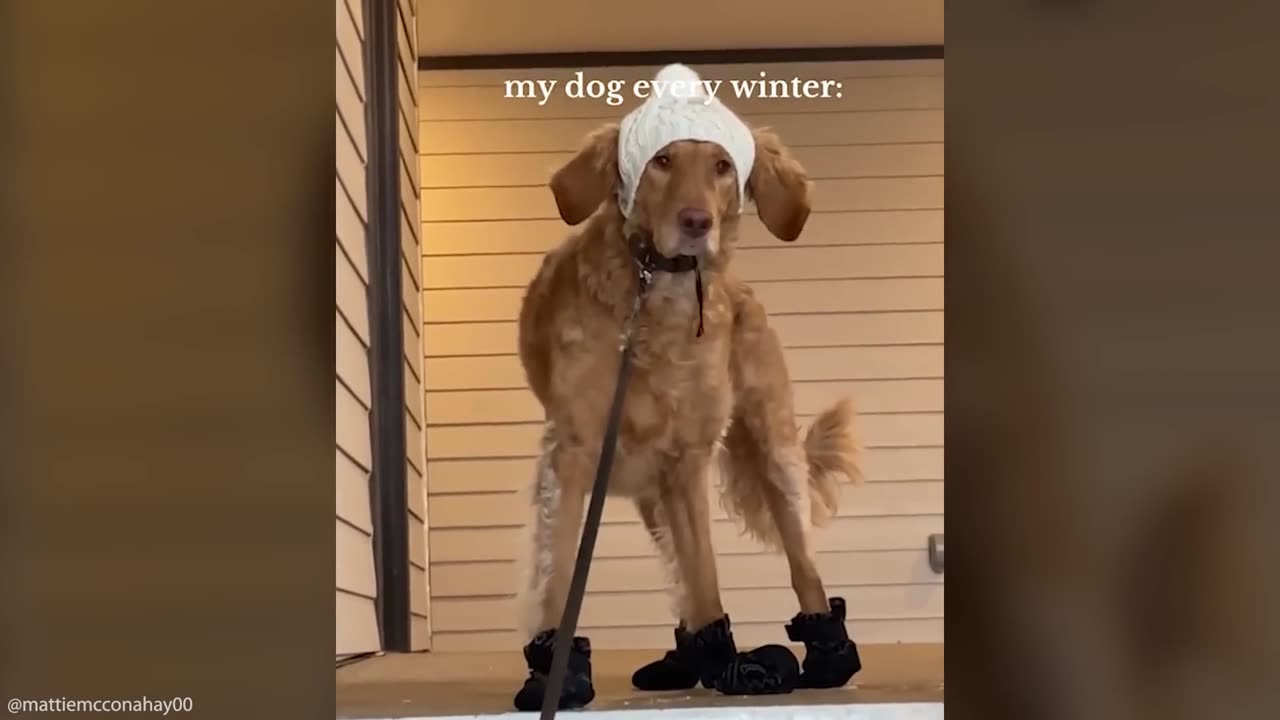 Funny Animal Videos 😂 - Best Cats & Dogs of 2024 🐱🐶